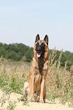 MALINOIS 332